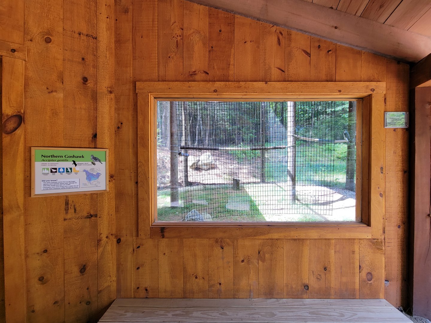Squam Lakes NSC, 7/22 - Northern goshawk
