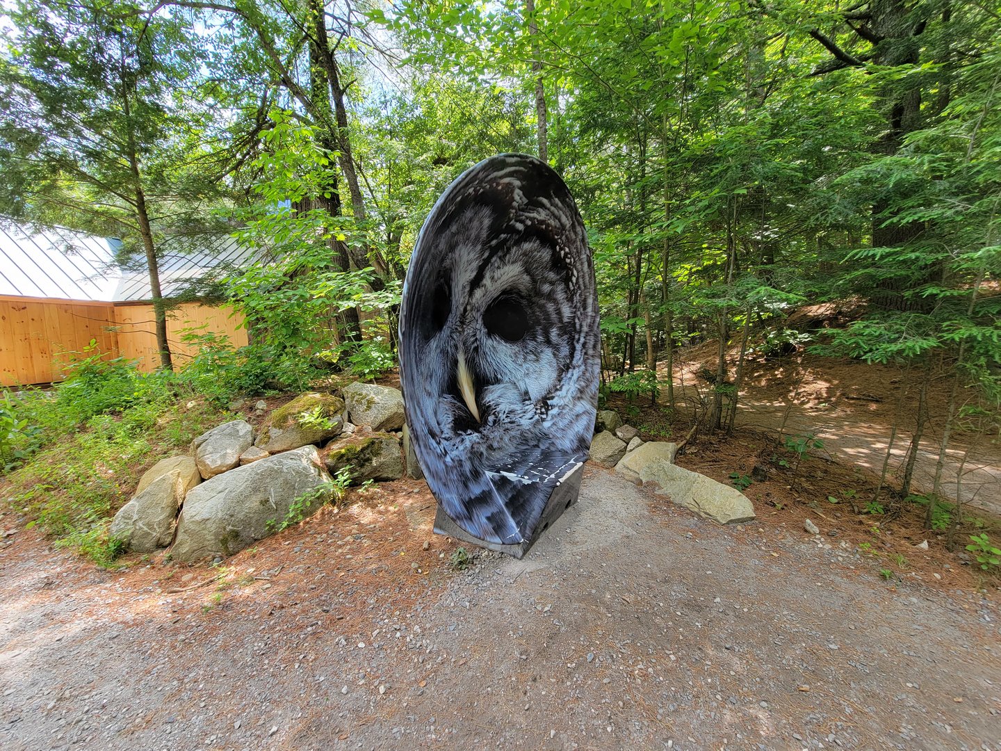 Squam Lakes NSC, 7/22 - Owl hearing bowl