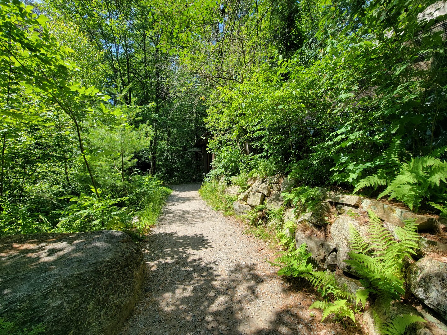 Squam Lakes NSC, 7/22 - Path