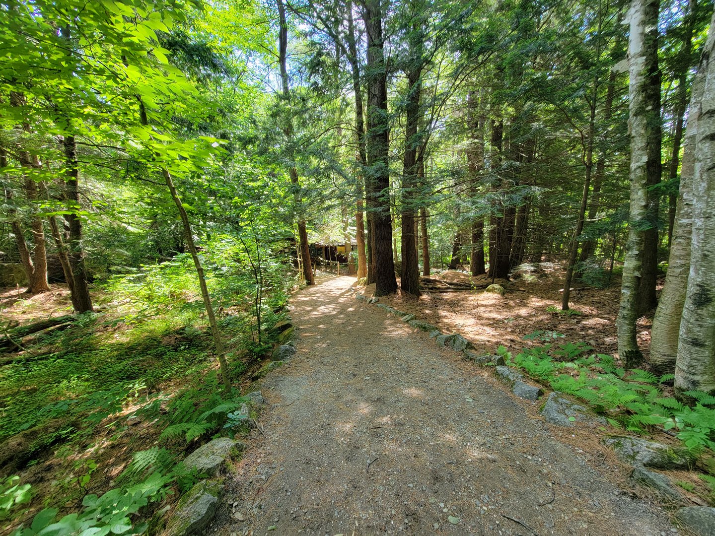 Squam Lakes NSC, 7/22 - Path