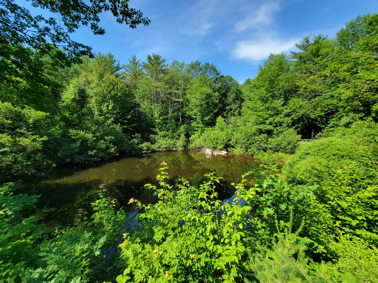 Squam Lakes NSC, 7/22 - Pond outside Water Matters