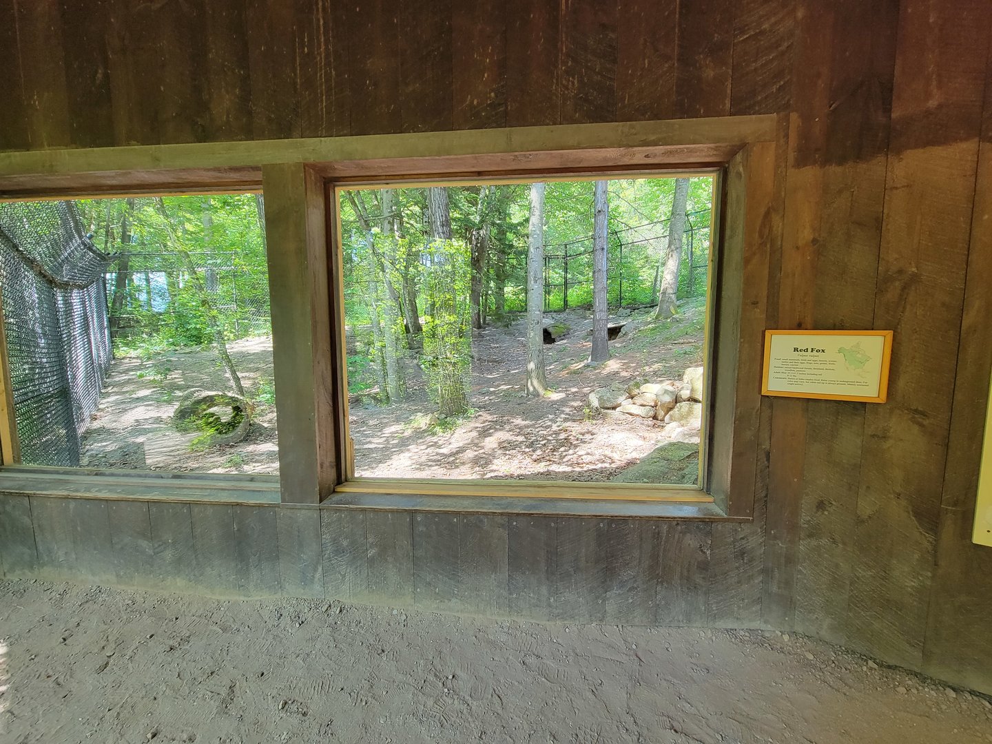 Squam Lakes NSC, 7/22 - Red fox exhibit