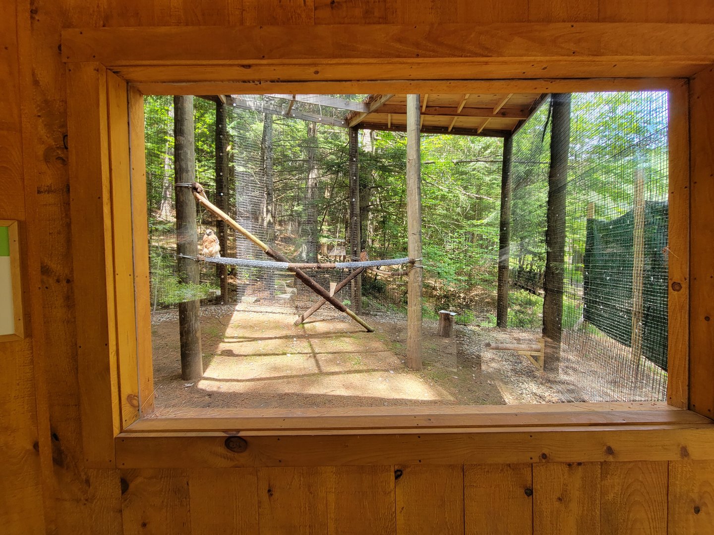 Squam Lakes NSC, 7/22 - Red-shouldered hawk