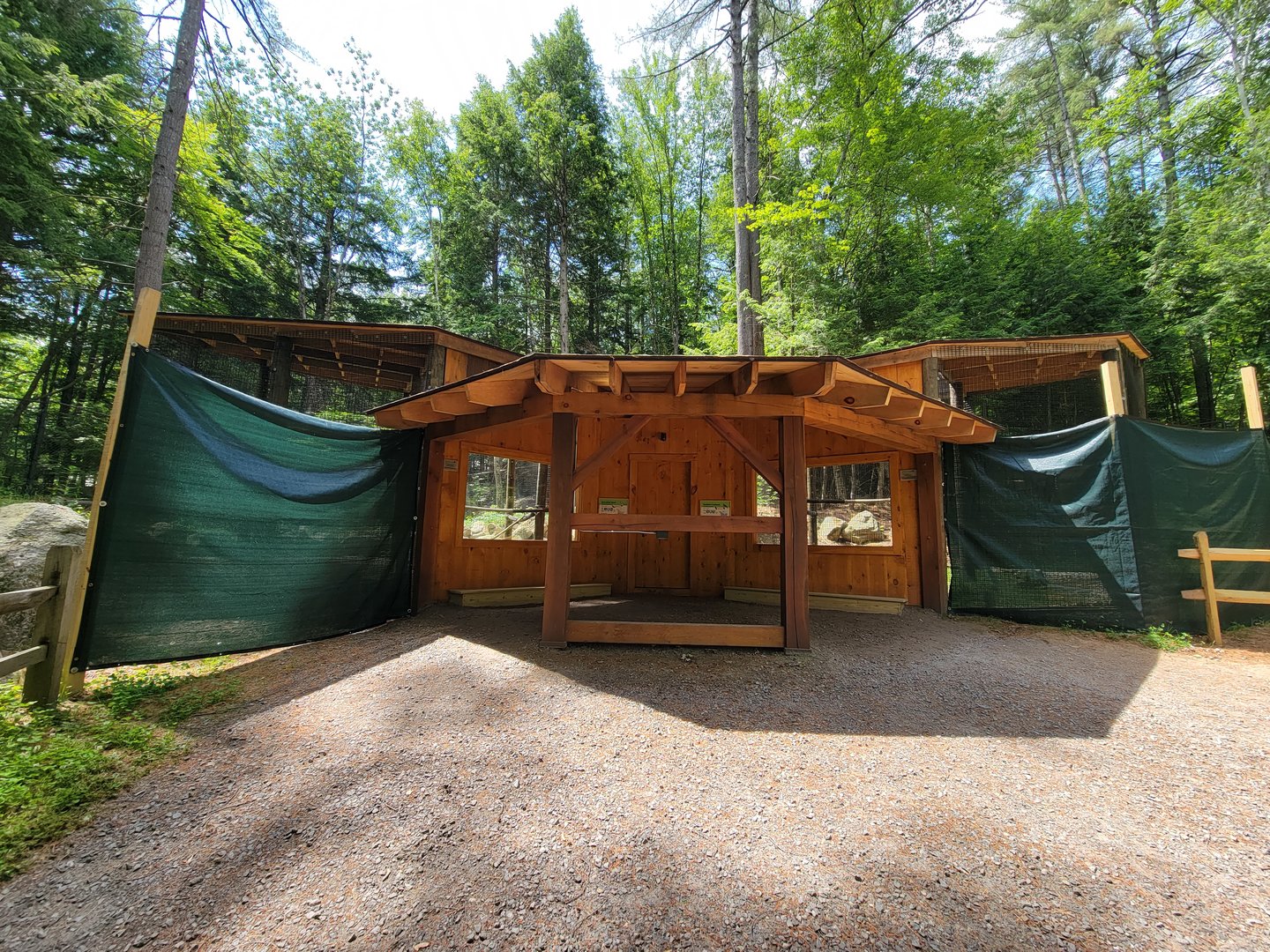 Squam Lakes NSC, 7/22 - Red-tailed hawk, northern goshawk