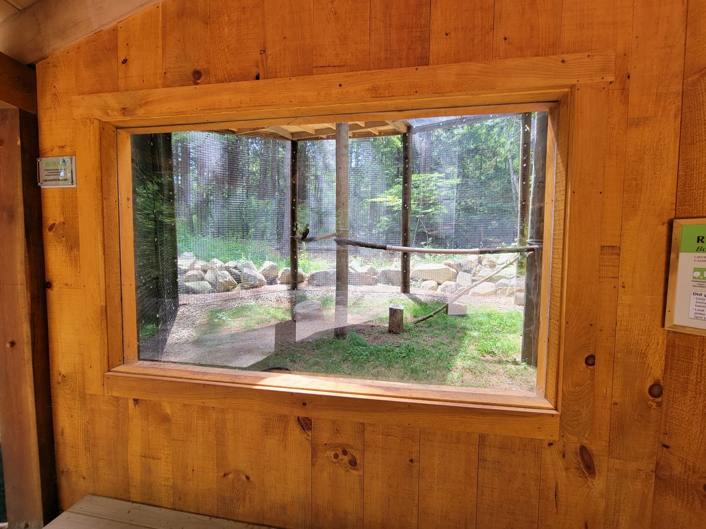 Squam Lakes NSC, 7/22 - Red-tailed hawk