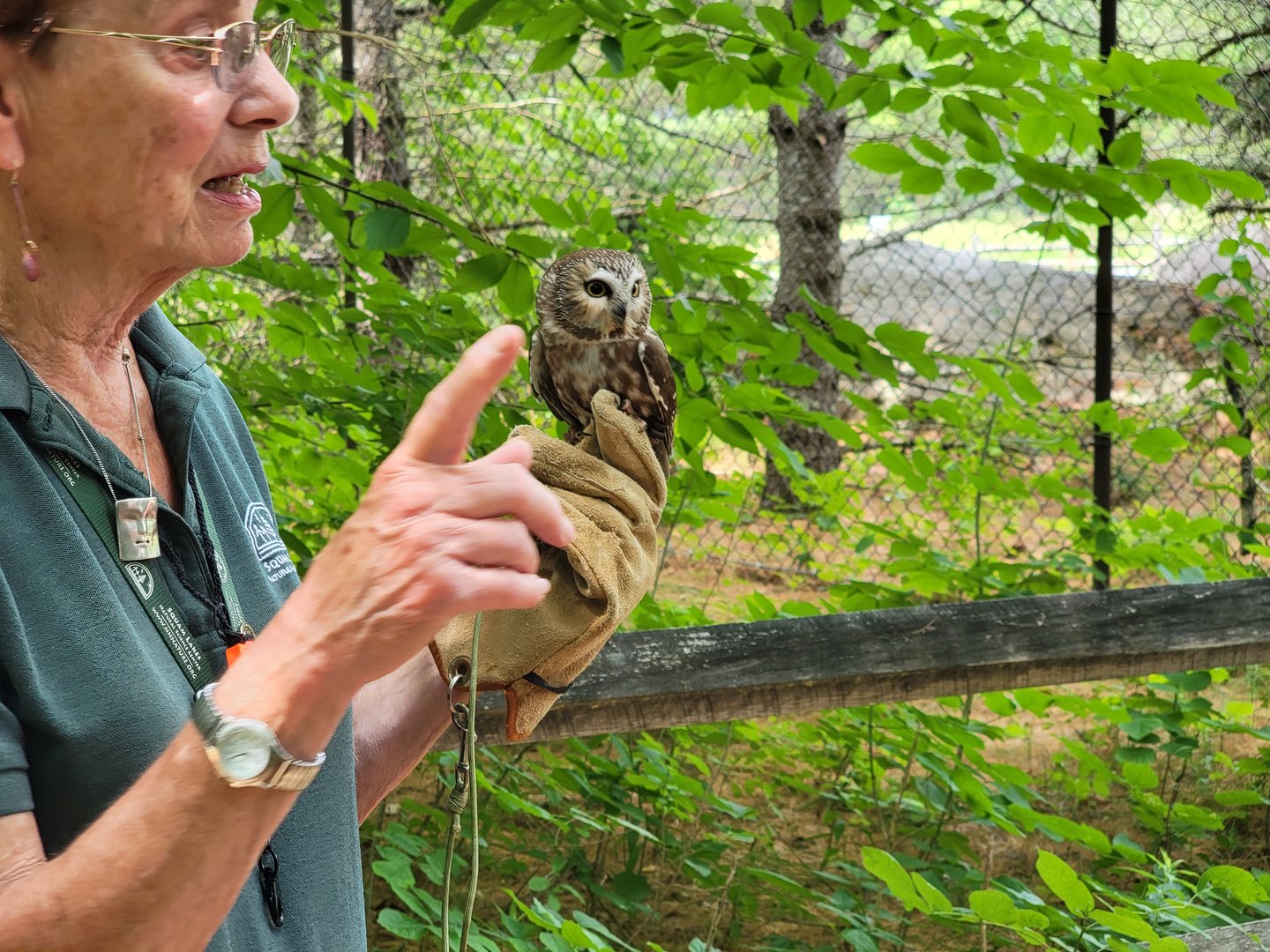 Squam Lakes NSC, 7/22 - Saw-whet owl ambassador