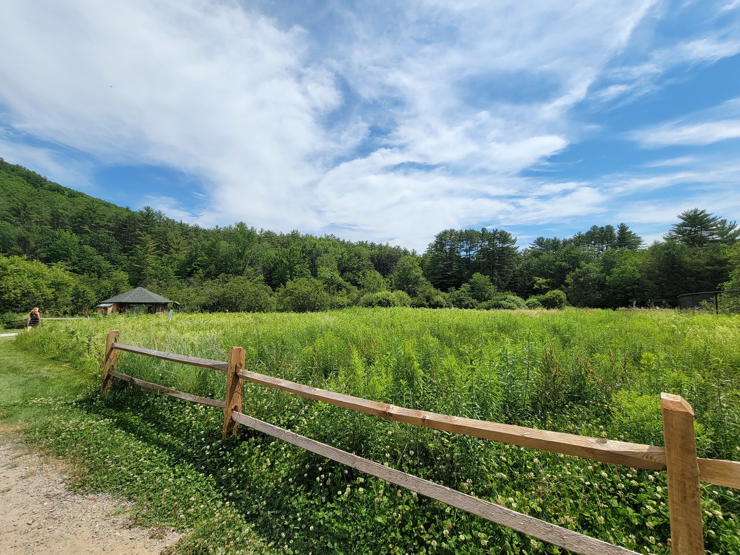 Squam Lakes NSC, 7/22 - Top of the meadow / path back to entrance