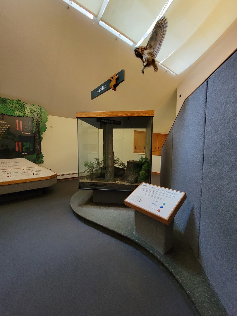 Squam Lakes NSC, 7/22 - Trailhead Gallery, White-footed Mice