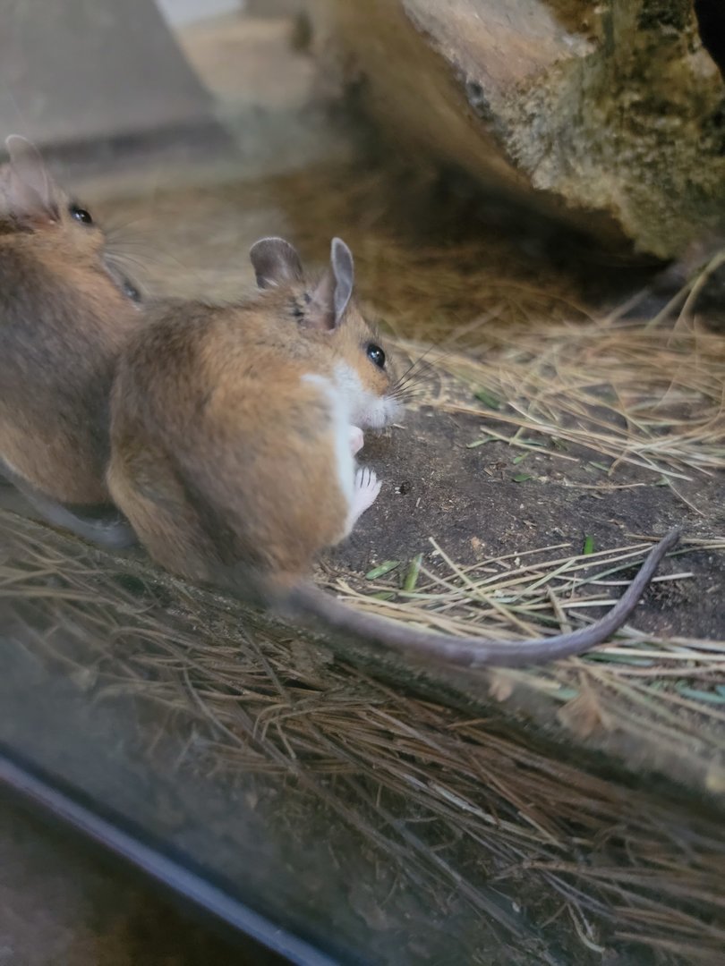 Squam Lakes NSC, 7/22 - Trailhead Gallery, White-footed Mice