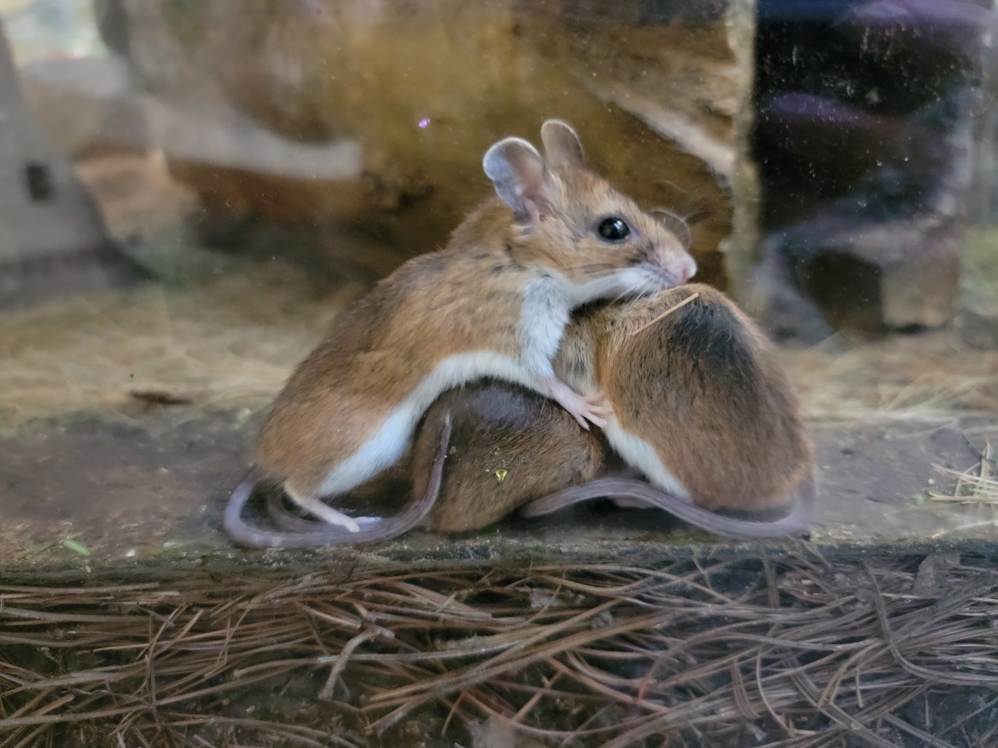 Squam Lakes NSC, 7/22 - Trailhead Gallery, White-footed Mice