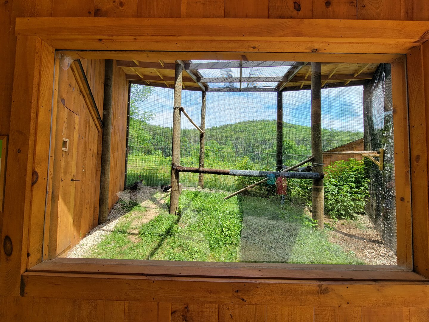 Squam Lakes NSC, 7/22 - Turkey vultures