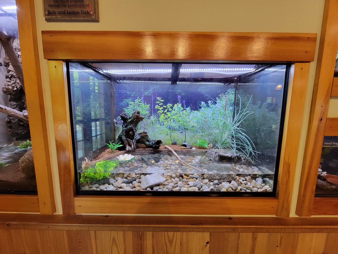 Squam Lakes NSC, 7/22 - Water Matters, American bullfrog and green frog