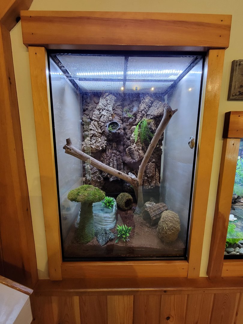 Squam Lakes NSC, 7/22 - Water Matters, American toad and gray treefrog