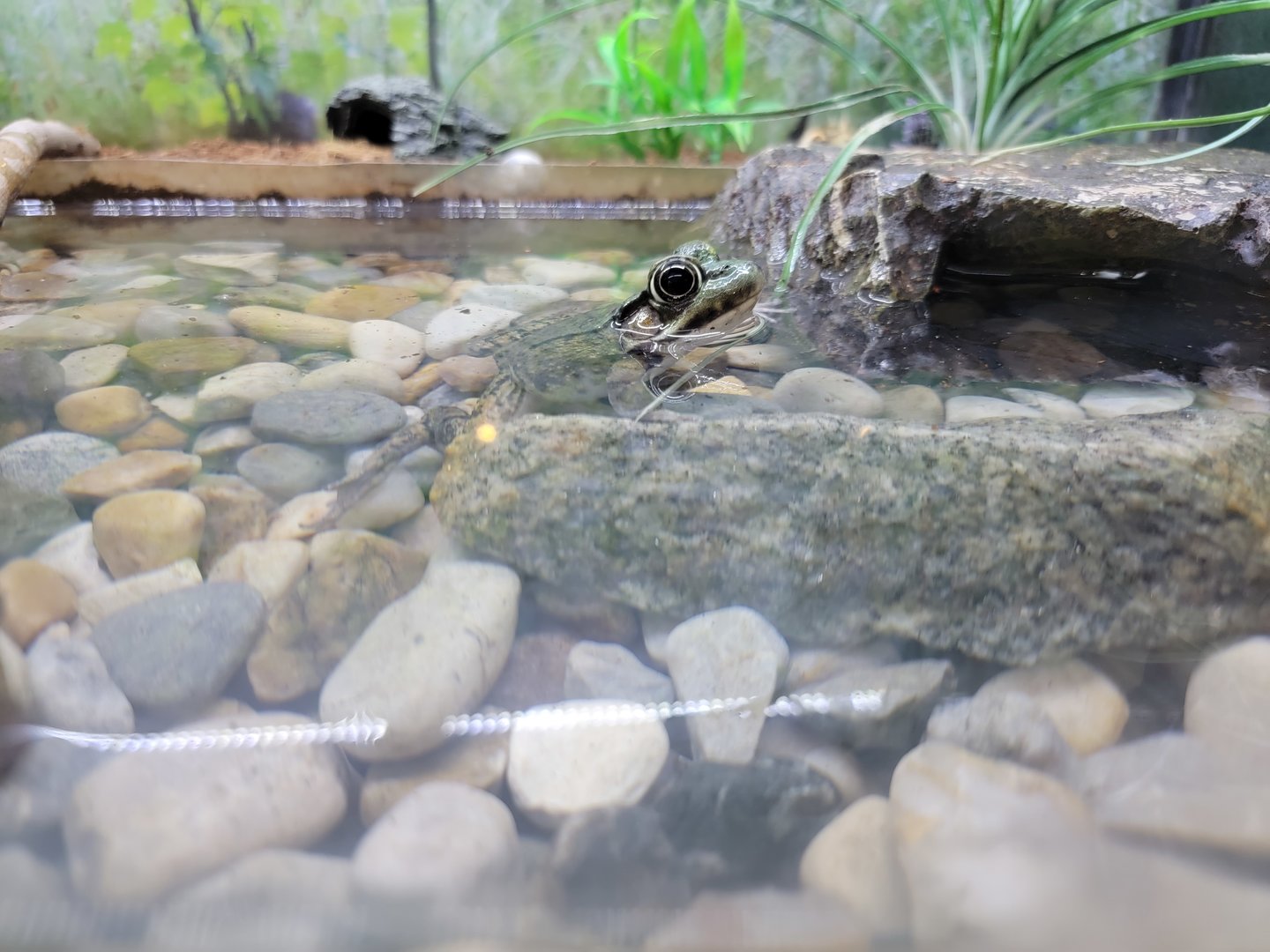 Squam Lakes NSC, 7/22 - Water Matters, Green frog