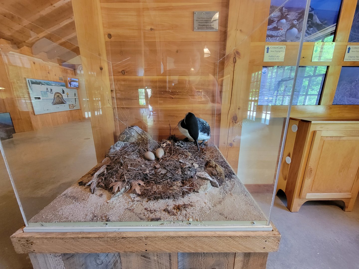 Squam Lakes NSC, 7/22 - Water Matters, Loon diorama