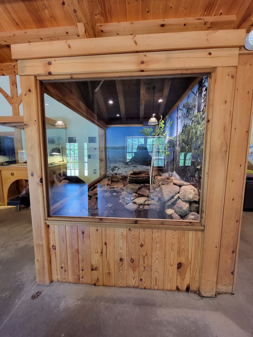 Squam Lakes NSC, 7/22 - Water Matters, Mink, from the side