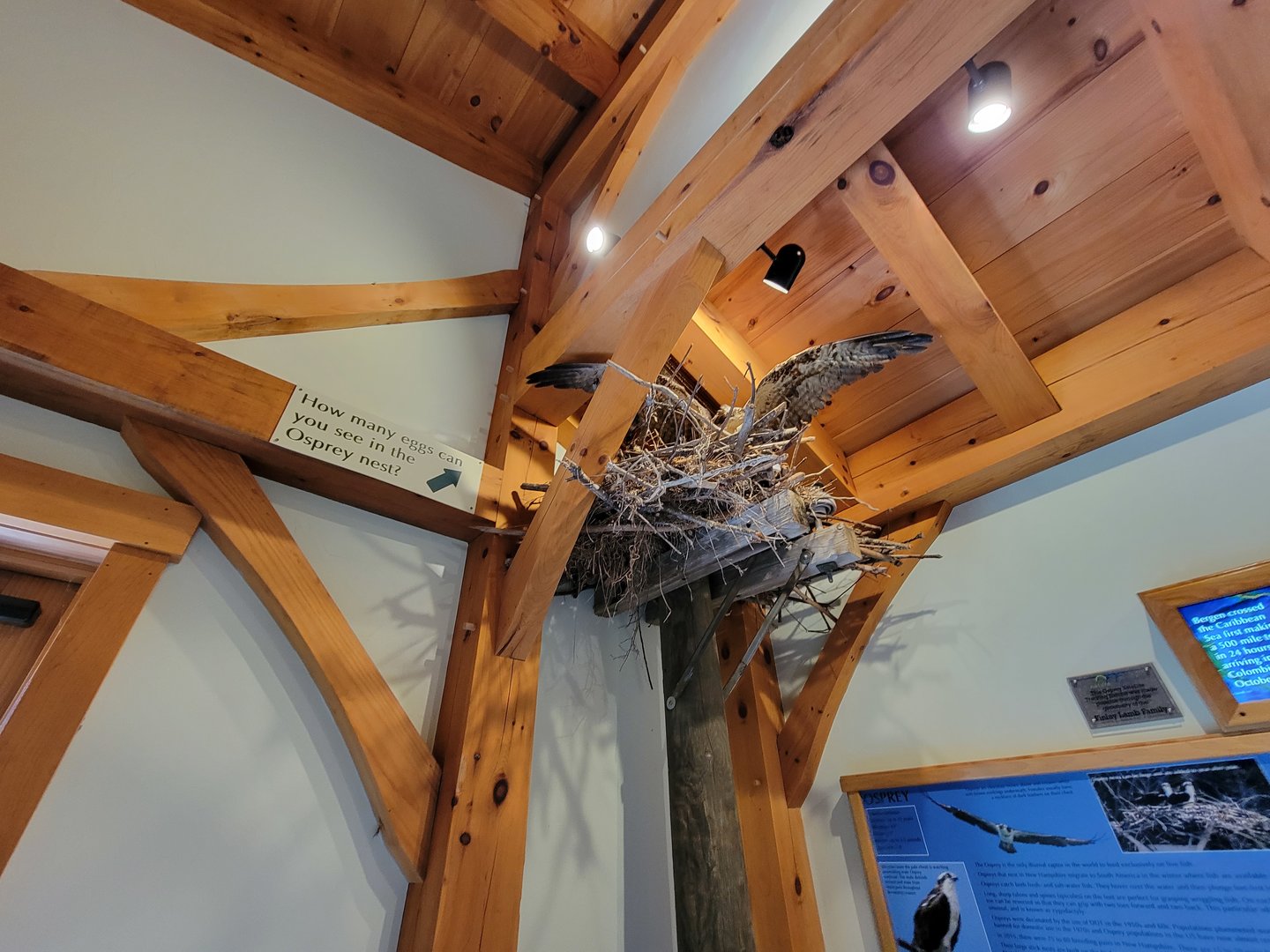 Squam Lakes NSC, 7/22 - Water Matters, Osprey