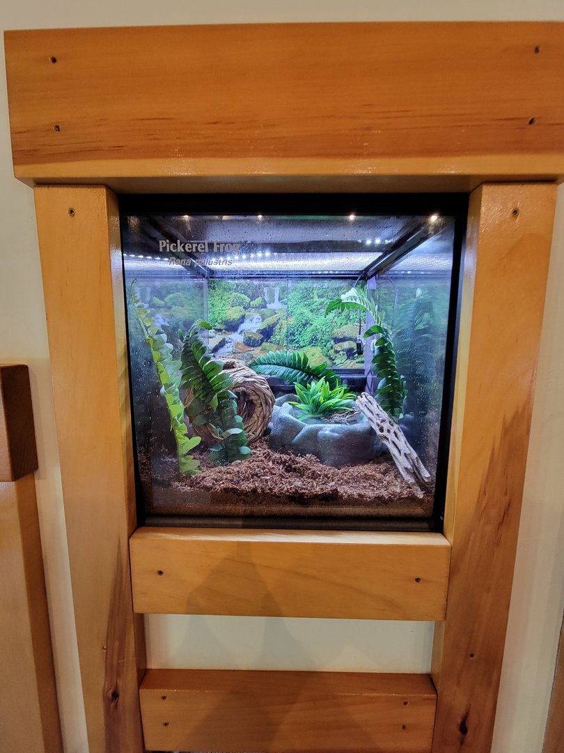 Squam Lakes NSC, 7/22 - Water Matters, Pickerel frog