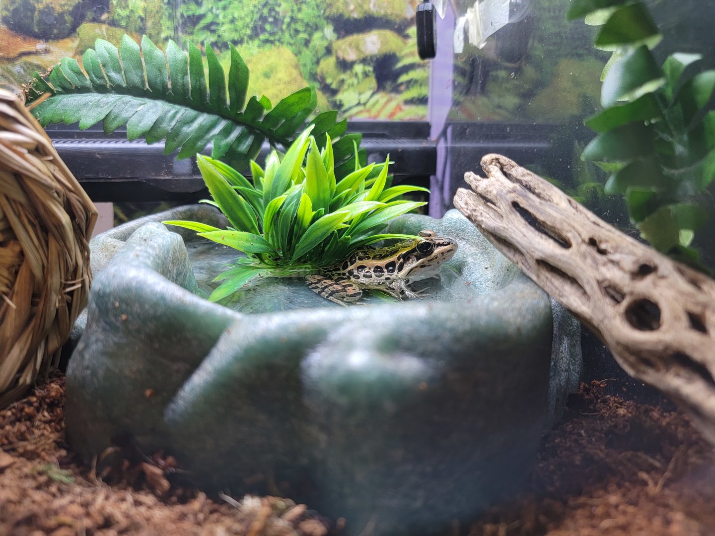 Squam Lakes NSC, 7/22 - Water Matters, Pickerel frog