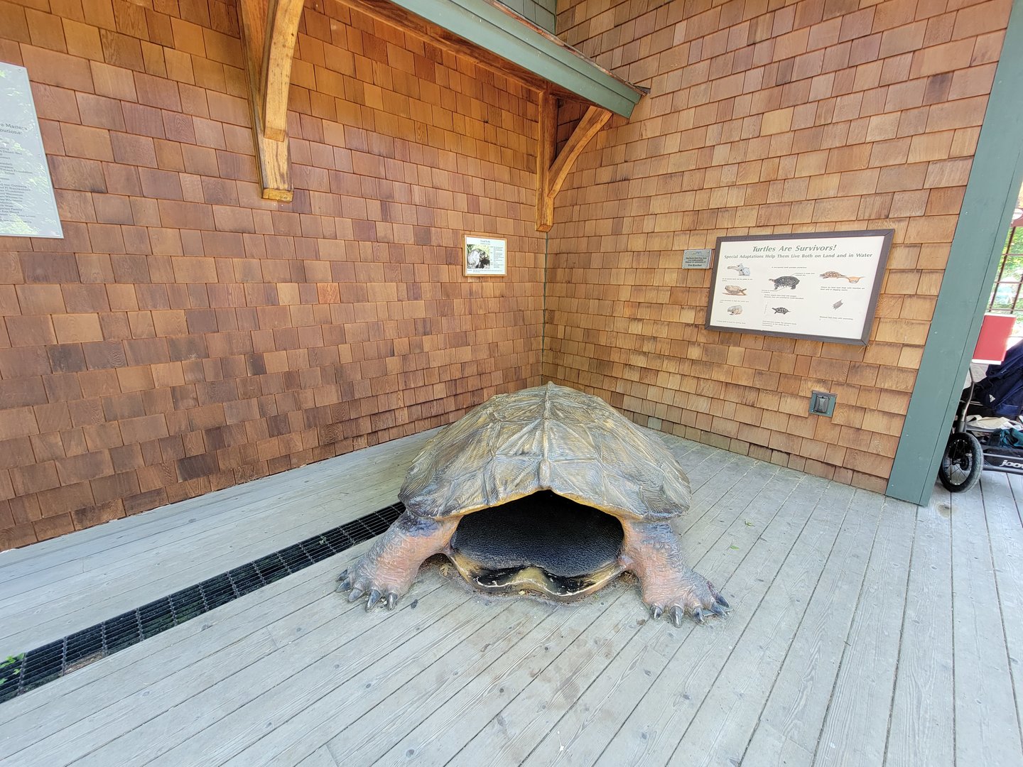 Squam Lakes NSC, 7/22 - Water Matters, Turtle info