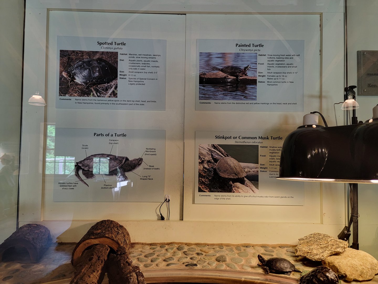 Squam Lakes NSC, 7/22 - Water Matters, Turtles info