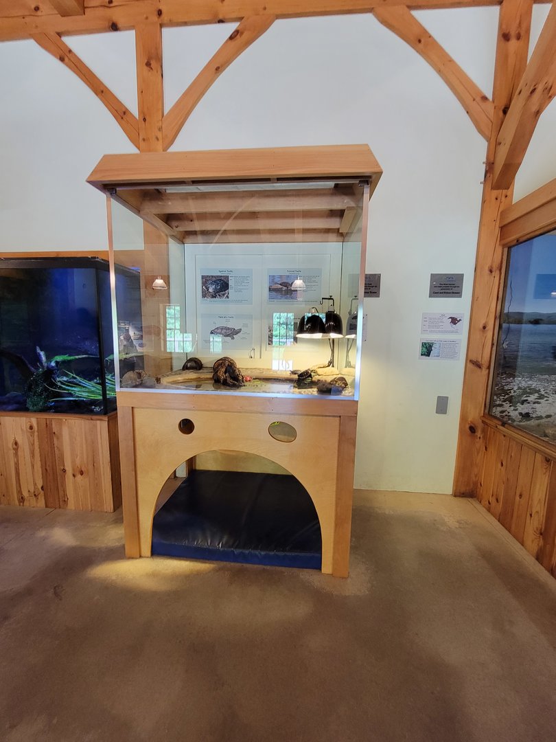 Squam Lakes NSC, 7/22 - Water Matters, Turtles