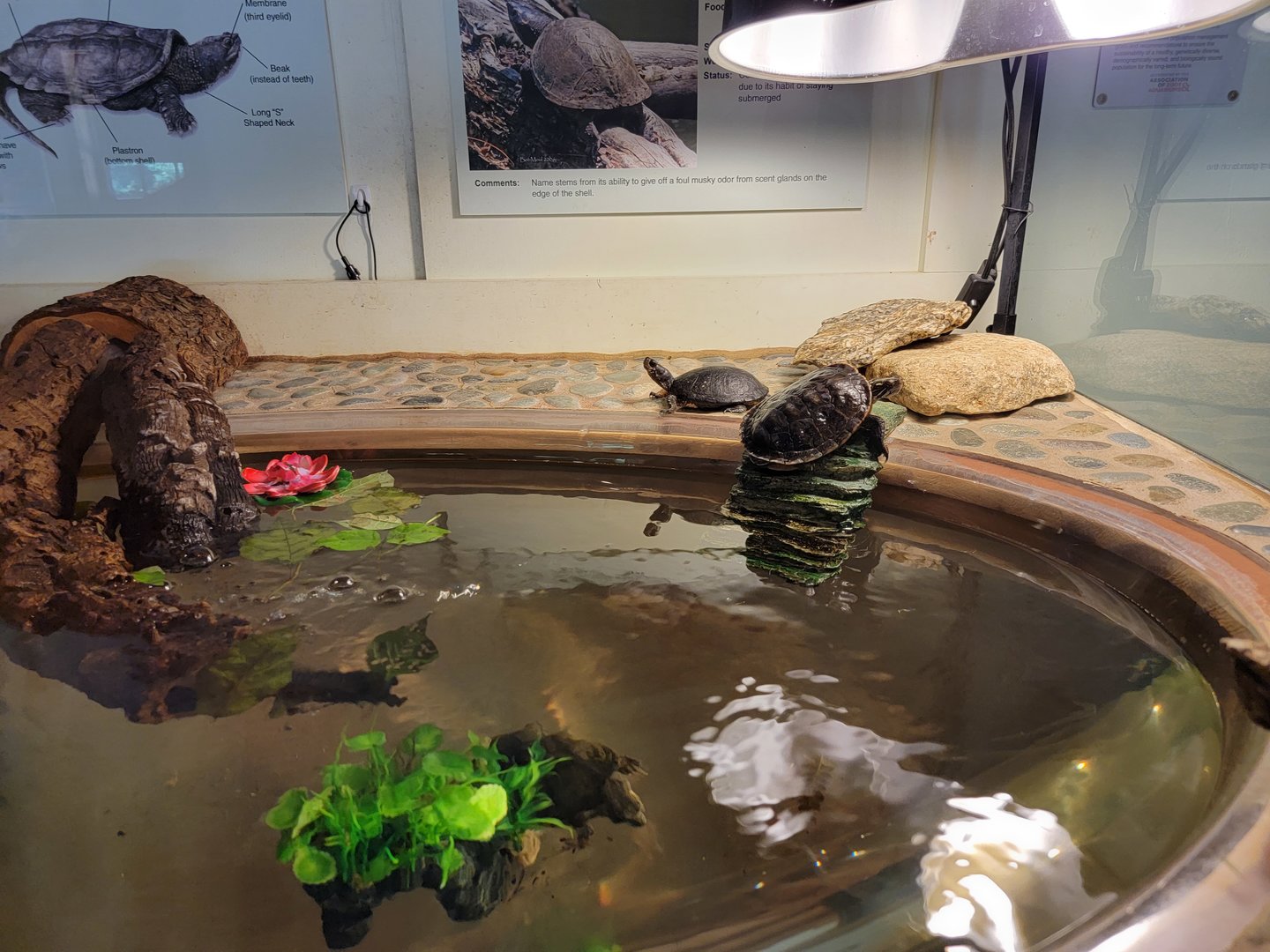 Squam Lakes NSC, 7/22 - Water Matters, Turtles