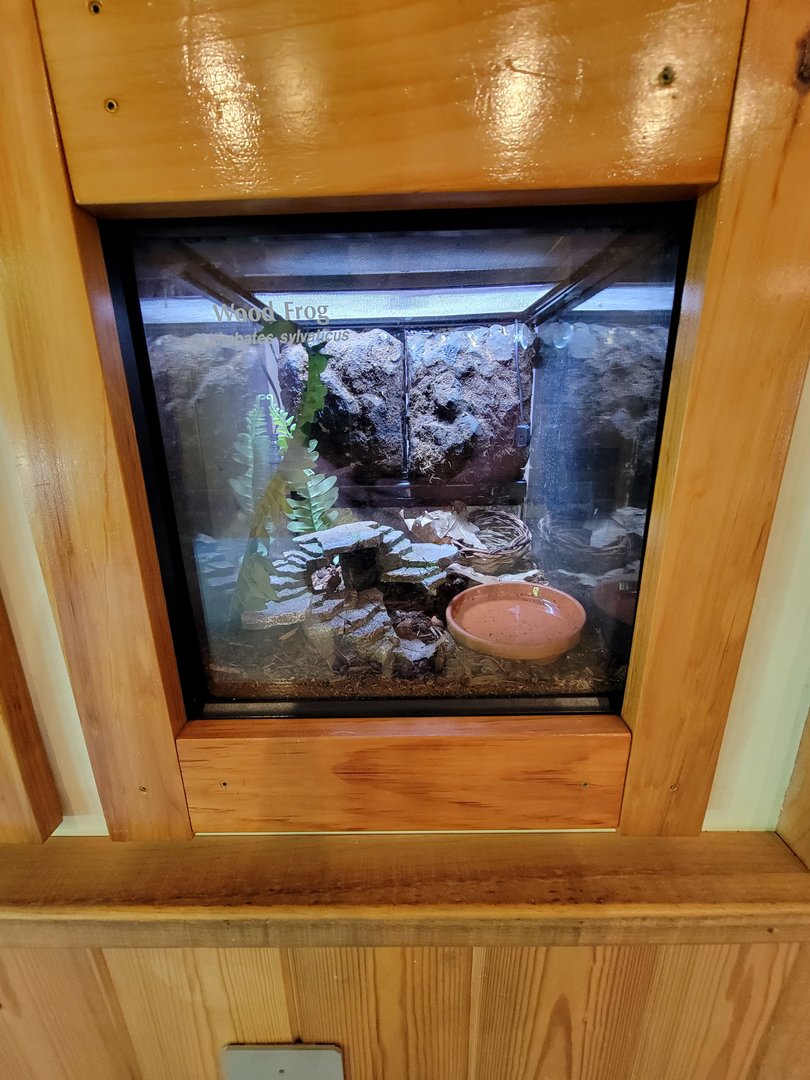 Squam Lakes NSC, 7/22 - Water Matters, Wood frog