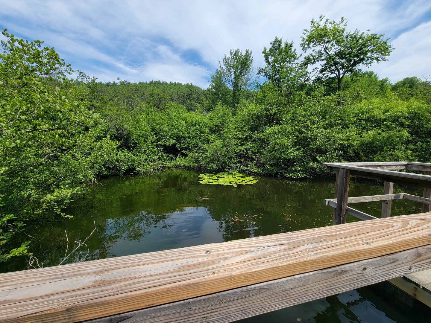 Squam Lakes NSC, 7/22 - Wetlands