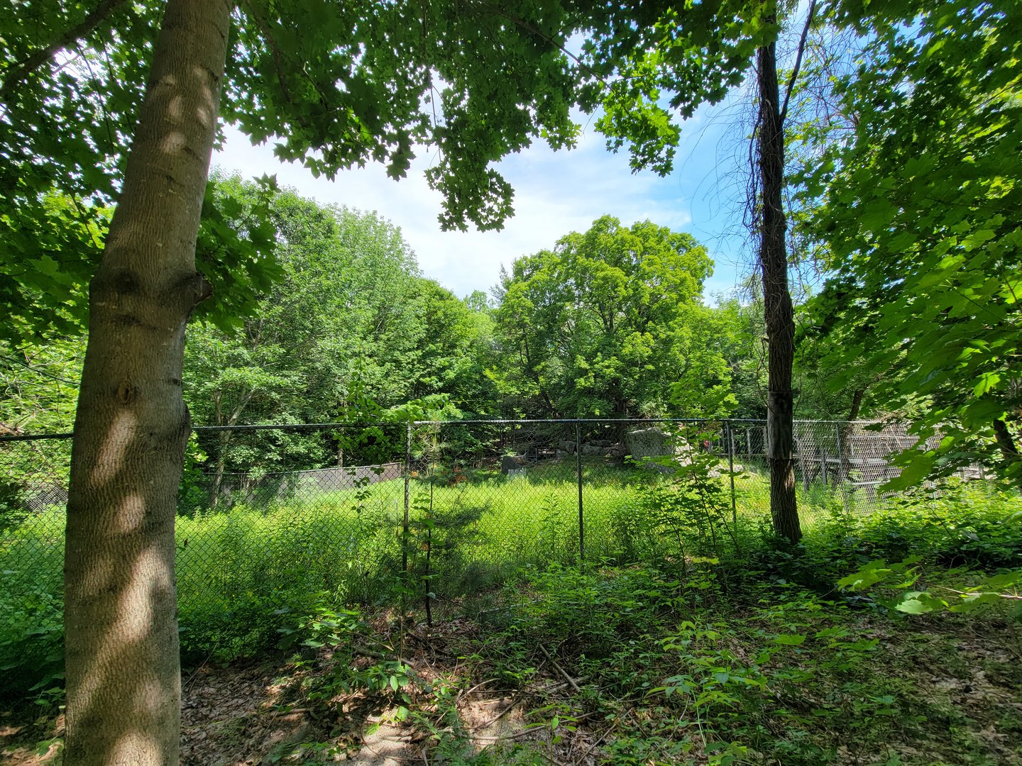 Squam Lakes NSC, 7/22 - Whitetail deer from red barn