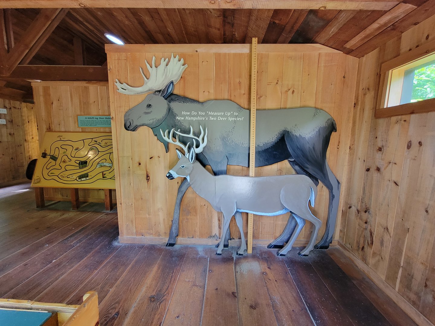 Squam Lakes NSC, 7/22 - Whitetail deer info building