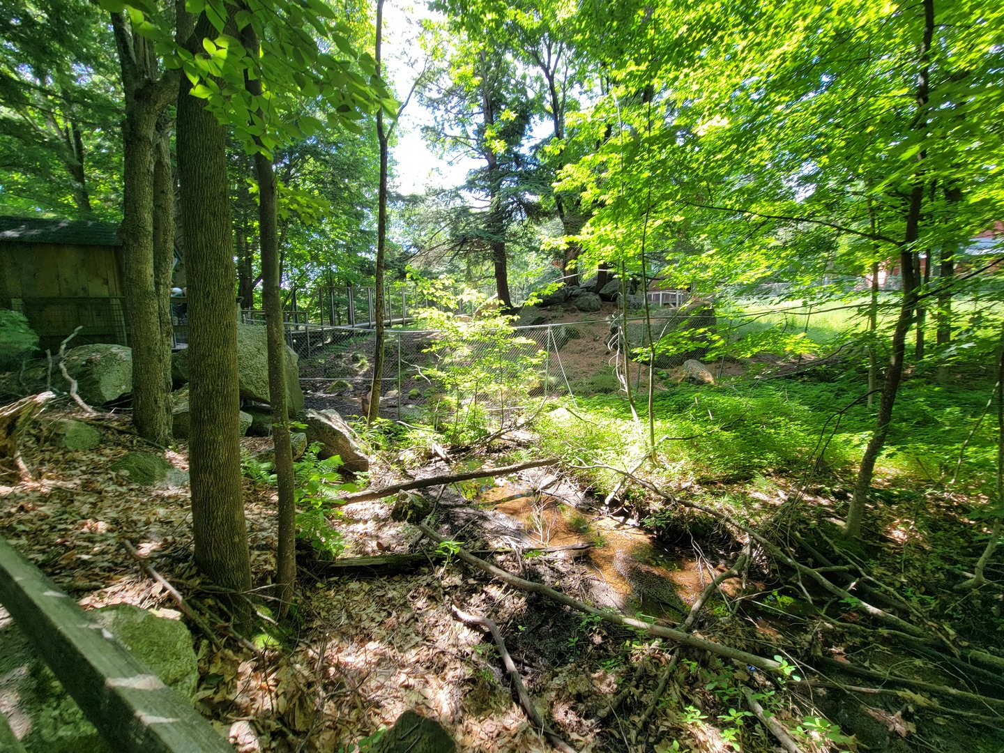 Squam Lakes NSC, 7/22 - Whitetail deer