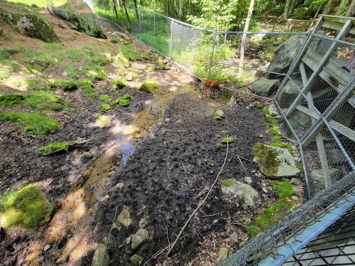 Squam Lakes NSC, 7/22 - Whitetail deer