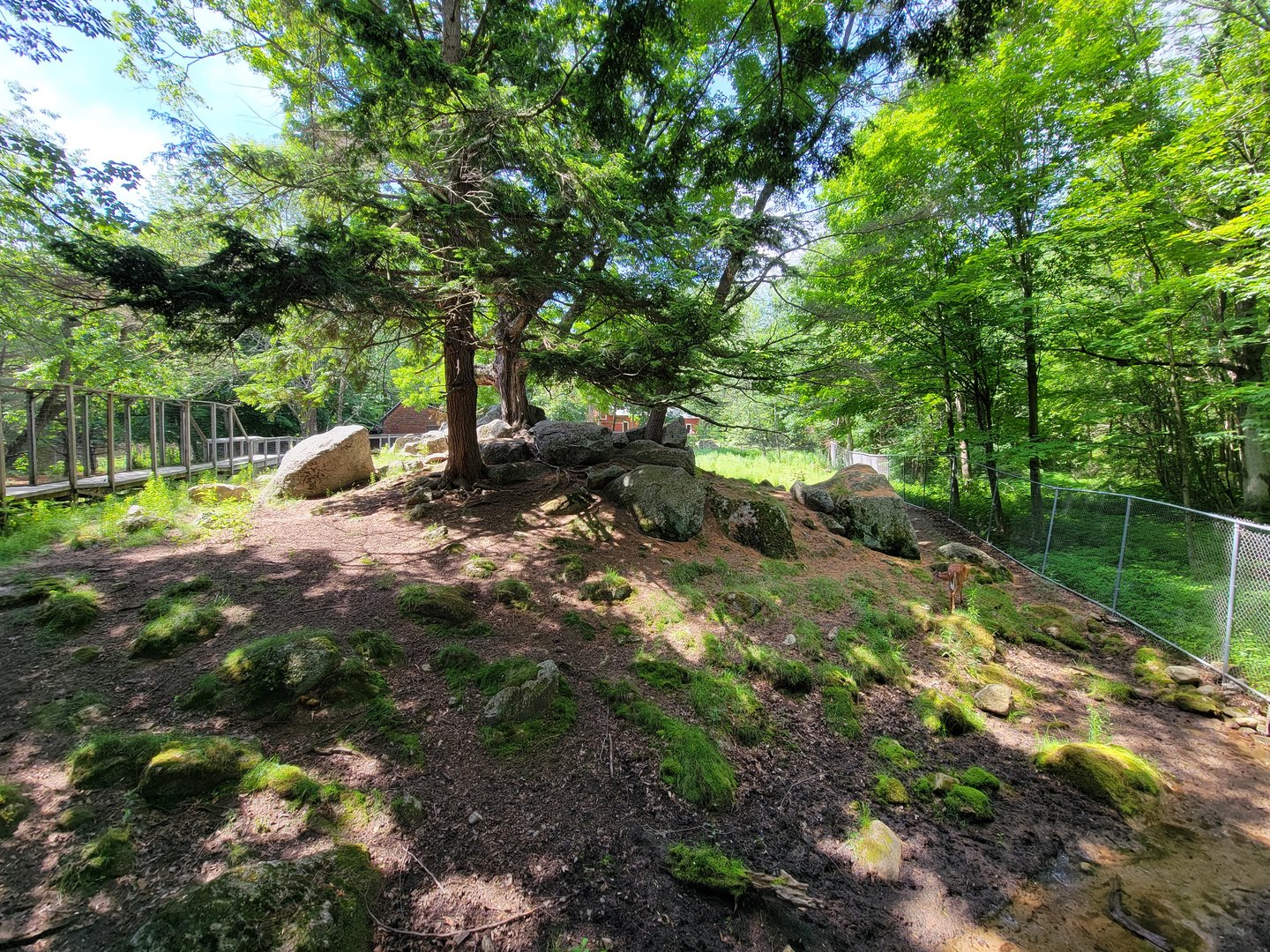 Squam Lakes NSC, 7/22 - Whitetail deer