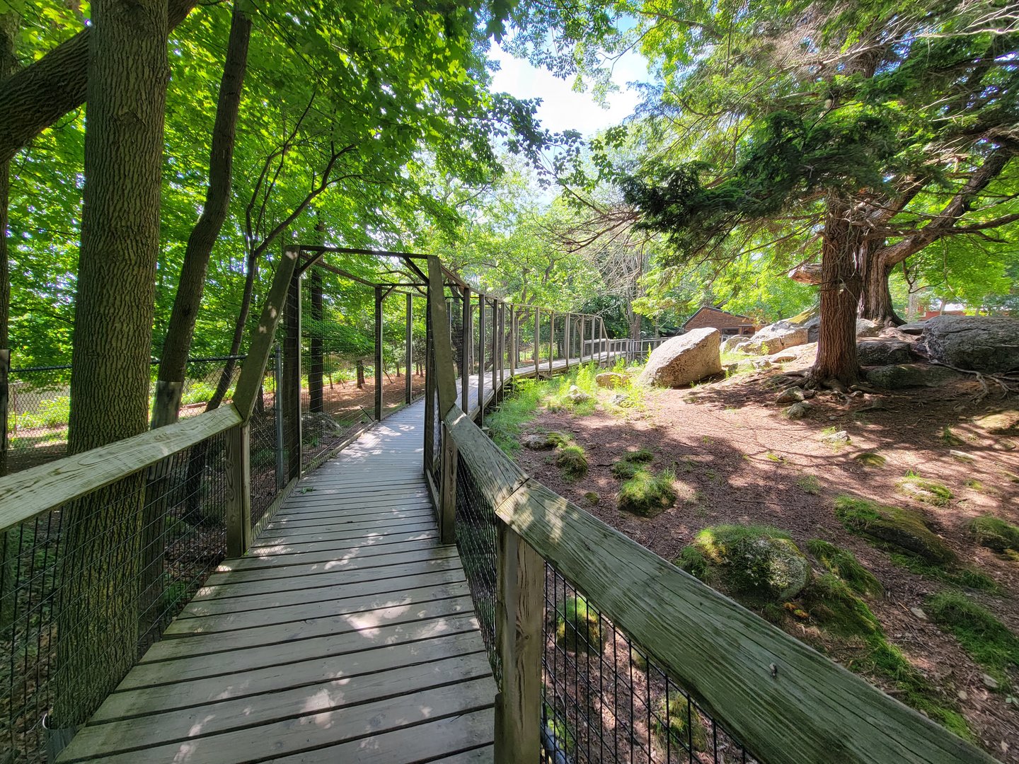Squam Lakes NSC, 7/22 - Whitetail deer