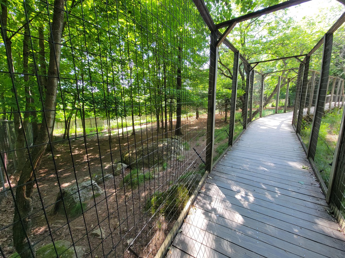 Squam Lakes NSC, 7/22 - Whitetail deer