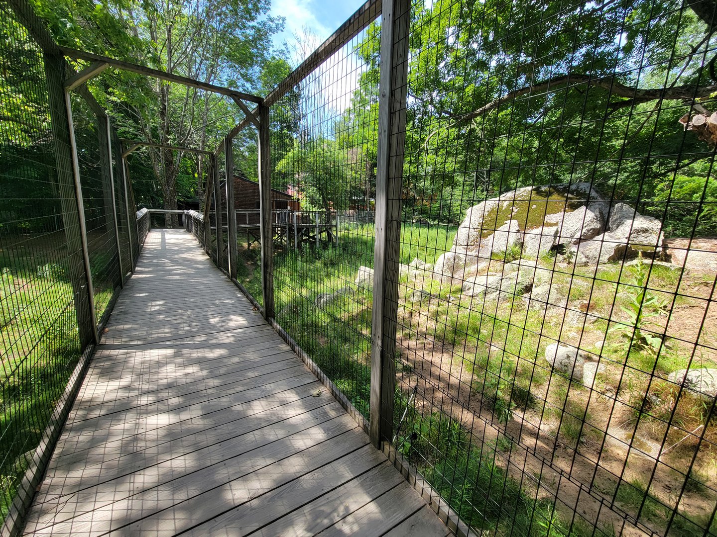 Squam Lakes NSC, 7/22 - Whitetail deer