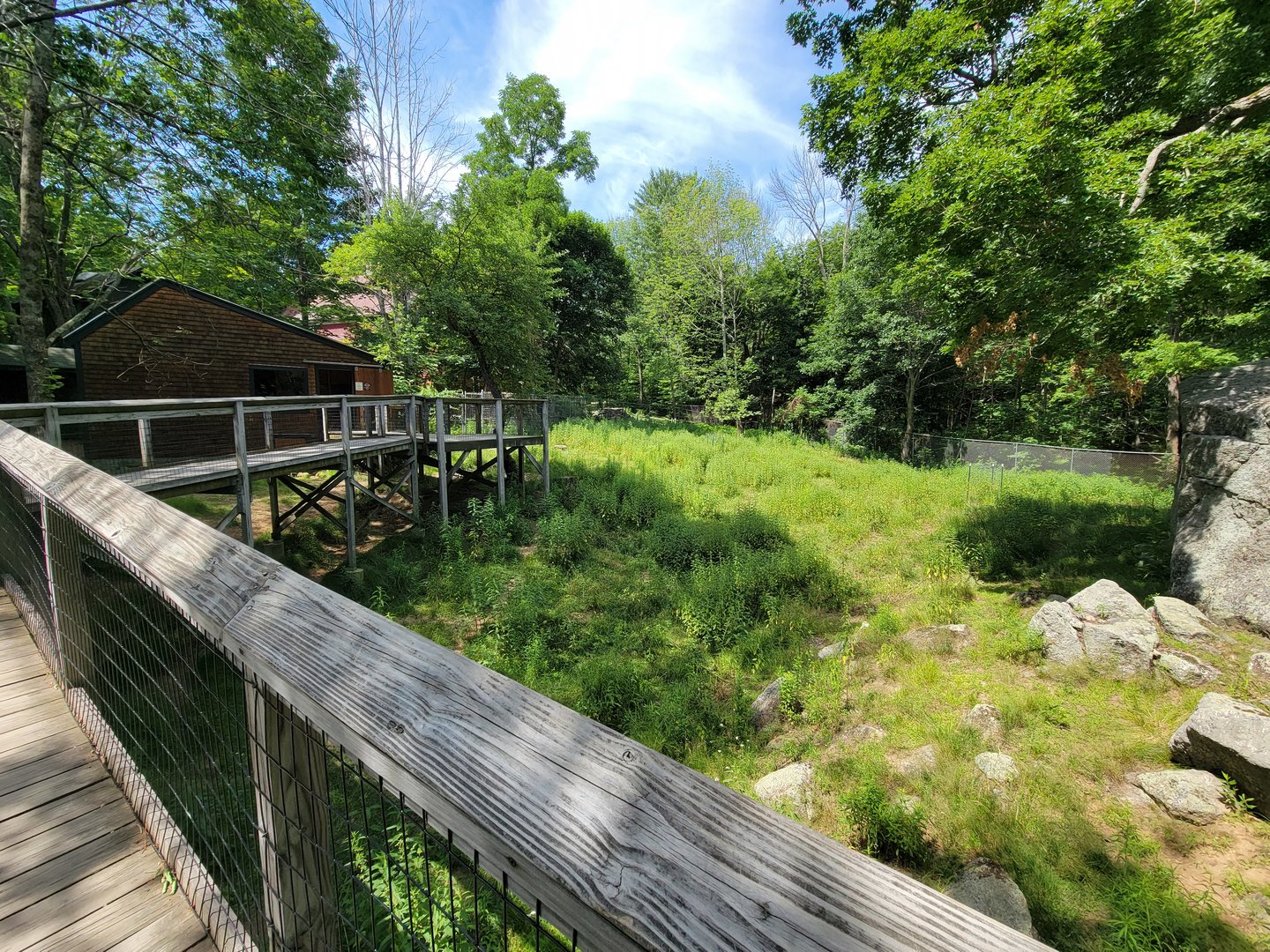 Squam Lakes NSC, 7/22 - Whitetail deer