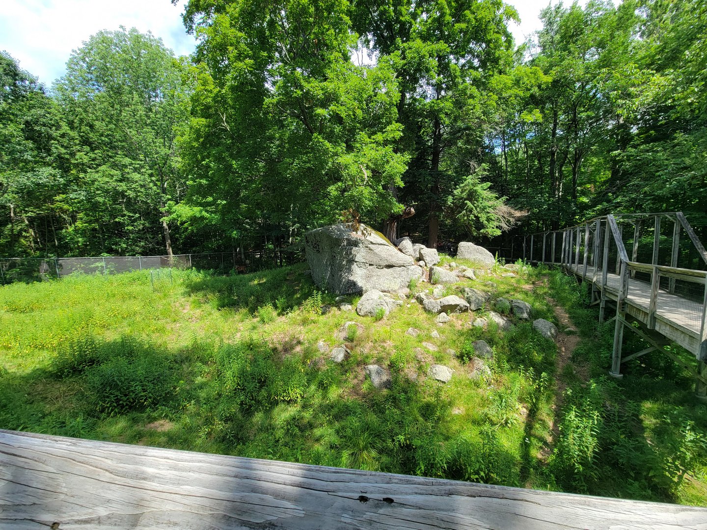 Squam Lakes NSC, 7/22 - Whitetail deer