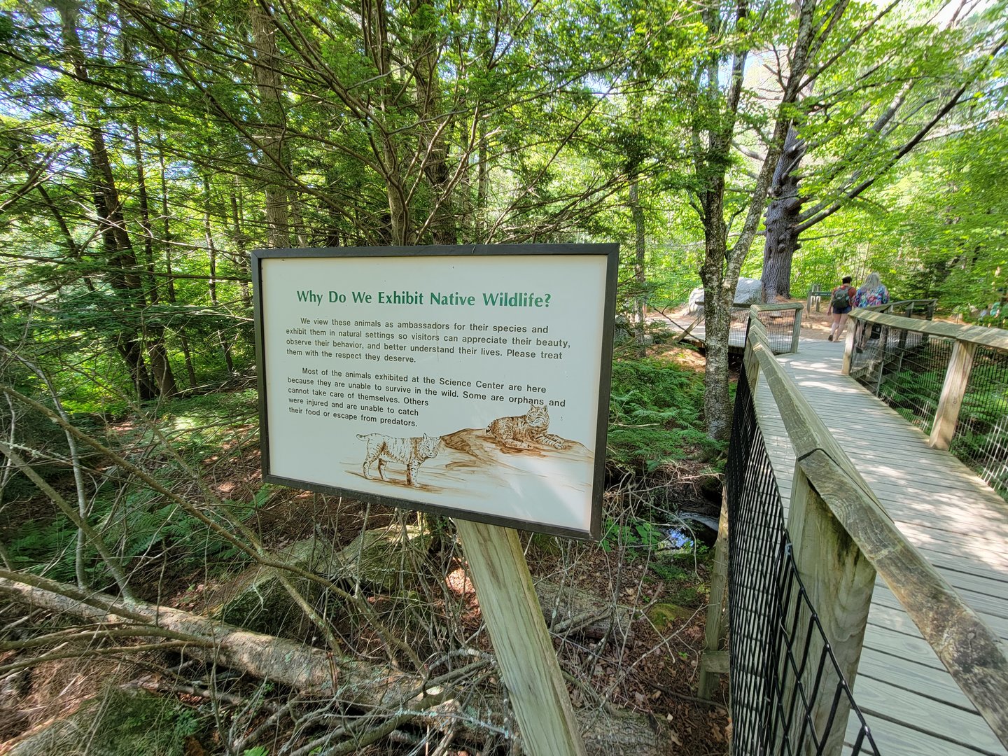 Squam Lakes NSC, 7/22 - Why do we exhibit native wildlife?