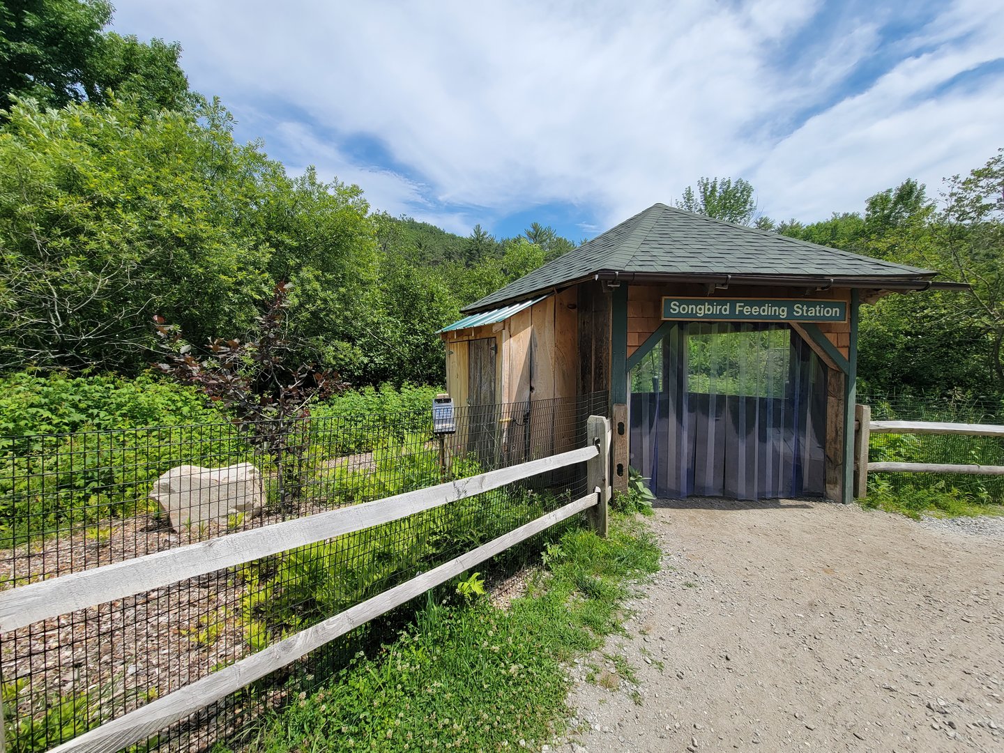 Squam Lakes NSC, 7/22 - Wild songbird feeding station