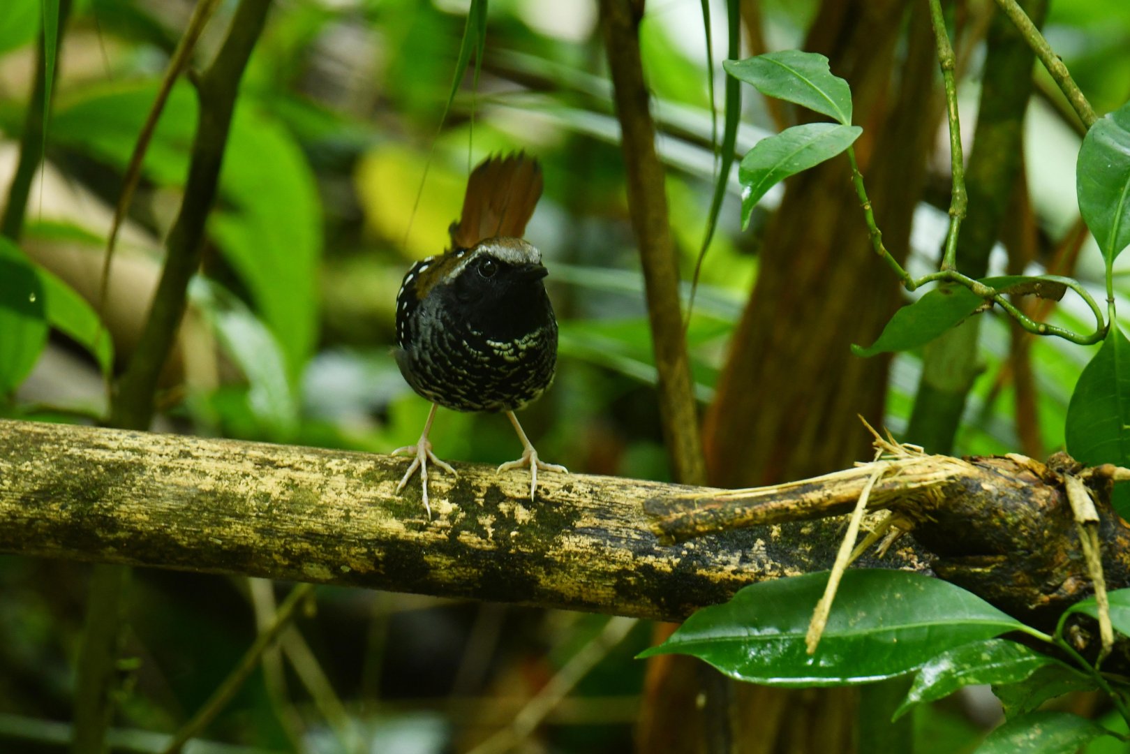 Squamate Antbird (Myrmeciza squamosa)