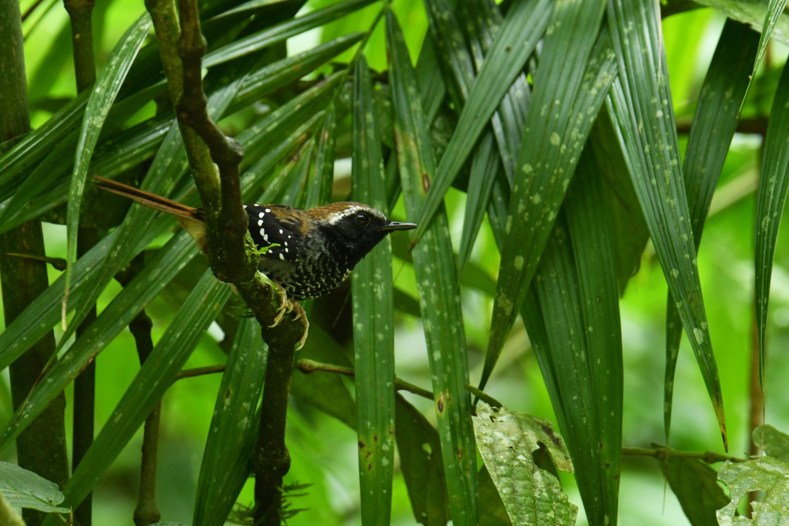 Squamate Antbird (Myrmeciza squamosa)