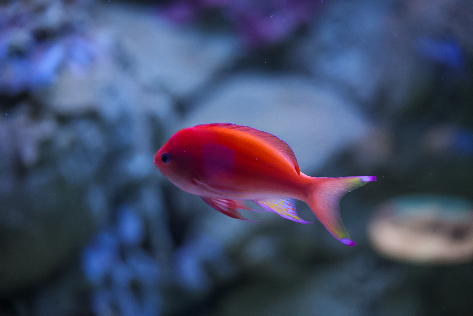 Square Block Anthias (Male)