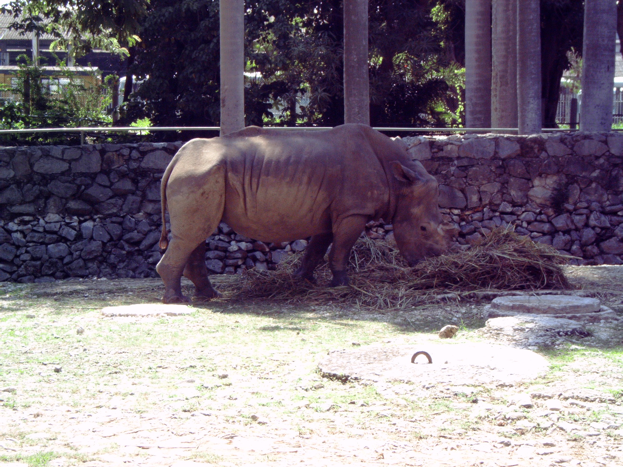 Square-lipped or White Rhinoceros (Ceratotherium simum)