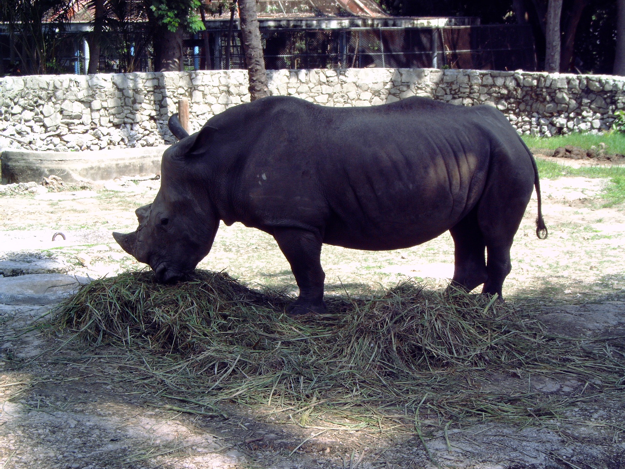 Square-lipped Rhinoceros (Ceratotherium simum)