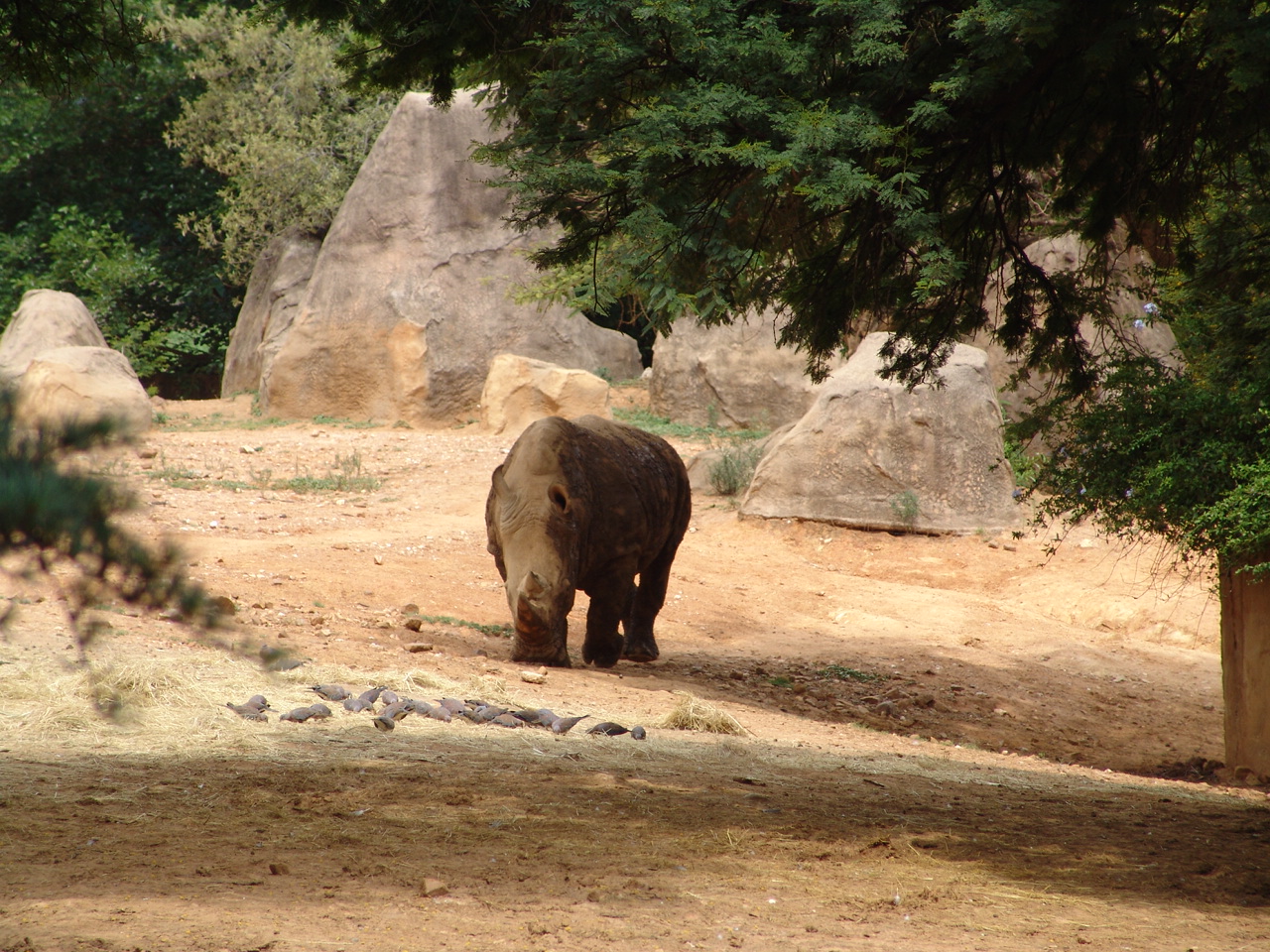 Square-lipped Rhinoceros (Ceratotherium simum)