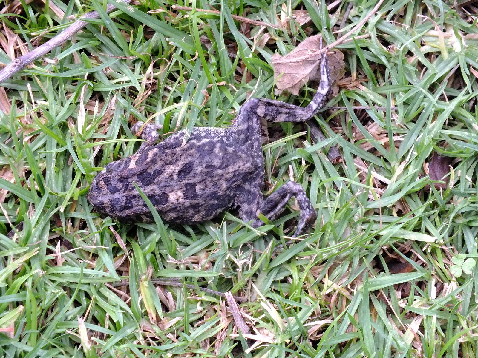 Square Marked Toad (dead)