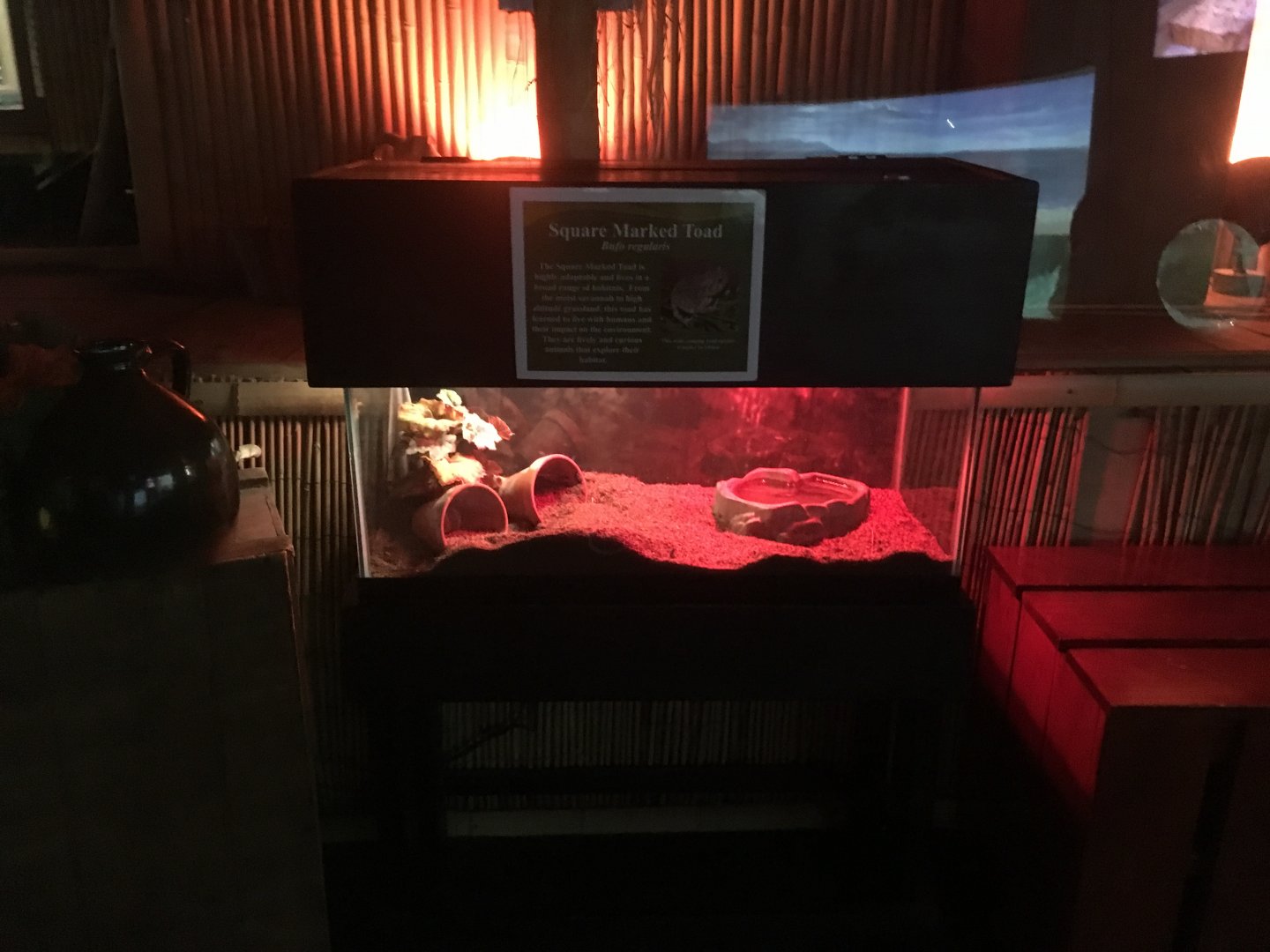 Square marked toad exhibit