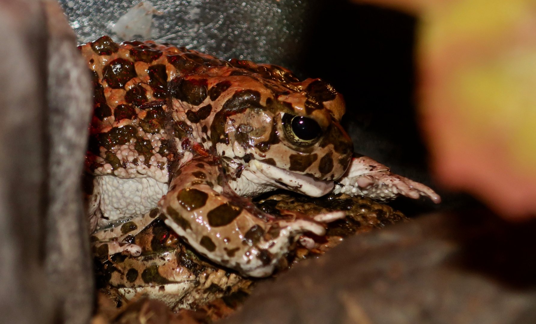 Square-Marked Toad (Sclerophrys regularis)